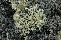 Lichen (Evernia prunastri, Islande)
